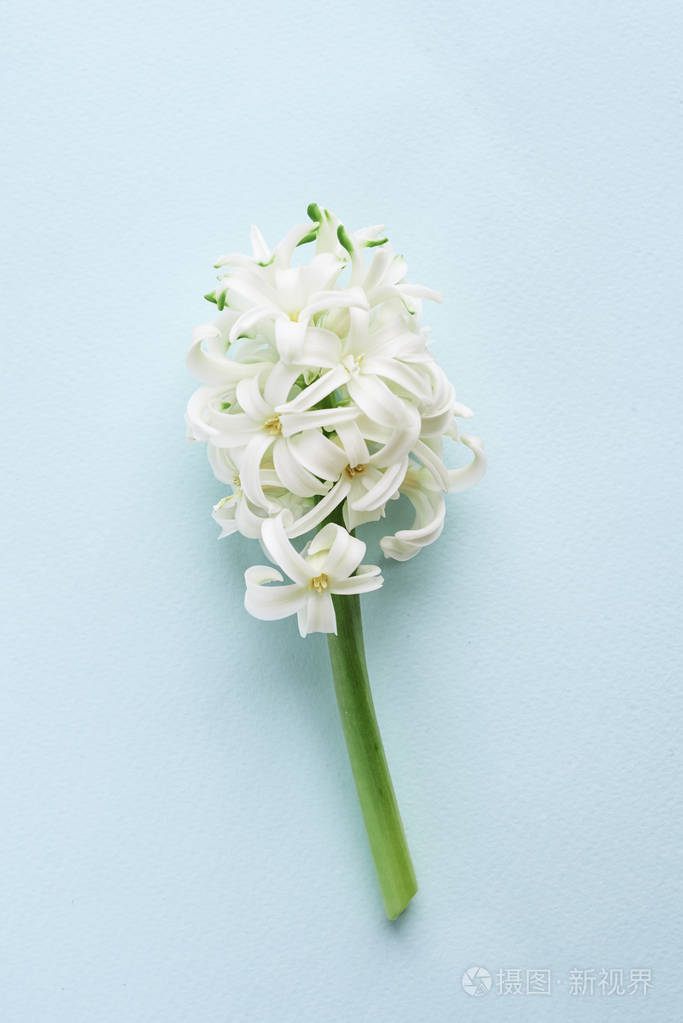 白色的风信子花