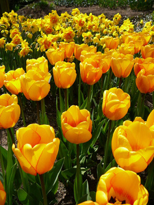 阳光明媚的日子里，明亮的黄色郁金香。 侧视。 五月初在荷兰的花园。