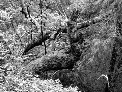 喀尔巴阡山脉森林中的苔藓和破桦