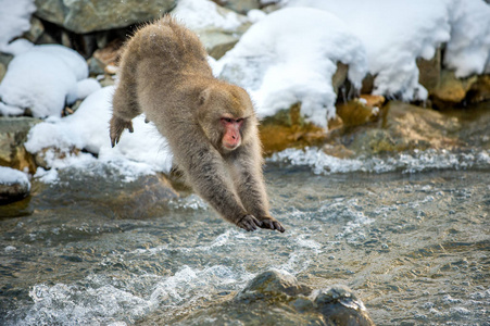 跳跃的猴子图片