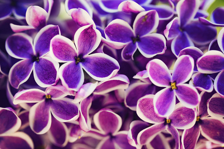 紫色紫丁香花接近背景