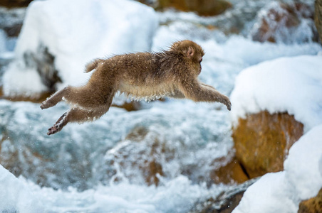 日本猕猴跳跃. 猕猴跳过自然温泉. 冬季.