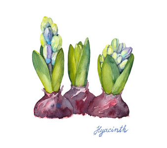 常见的水风信子图片