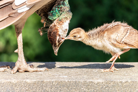 特写年轻的蓝孔雀(pavocristatus)咬豌豆的眼睛.照片