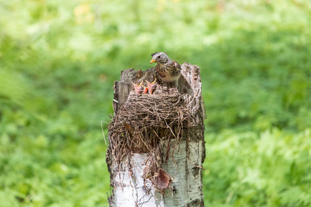 带着新生小鸡用开放的喙乞求食物的田野。 野生画眉TurdusPilaris在位于桦树树桩上的巢中。