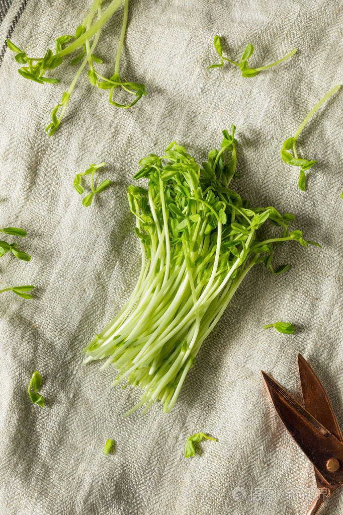 生的绿色有机豆芽准备吃