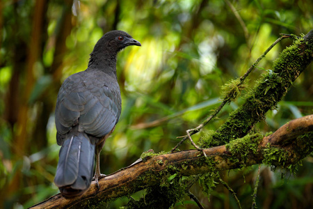 黑色关山马目单色肖像的深色热带鸟与蓝色比尔和红色眼睛橙色盛开的花在背景动物在山区热带森林中的Savegre哥斯达黎加。