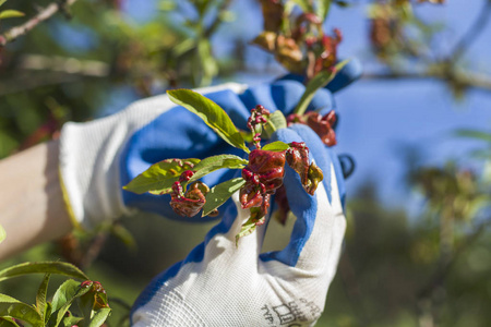 带防护手套的手剥去桃树的病叶。