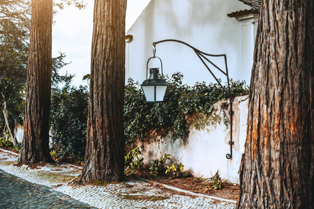 灯笼，里面挂着一个白色的哑光玻璃，上面挂着几条巨大的树干，前景中的一些针叶树，穿过了葡萄牙的石板。
