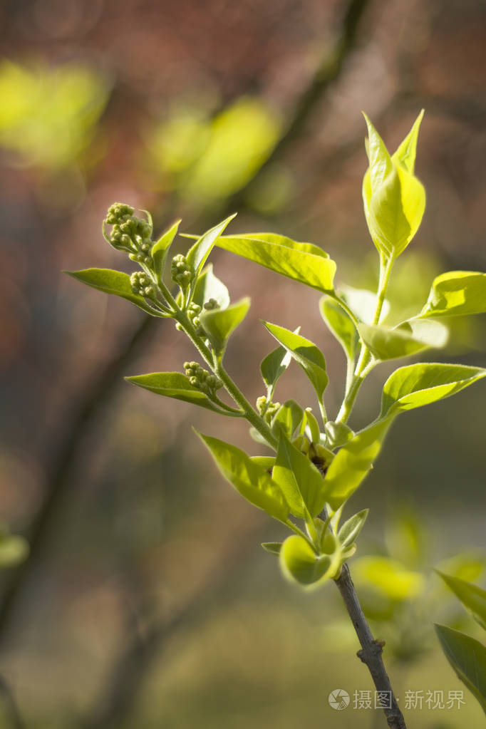 丁香叶的幼芽花蕾的形成