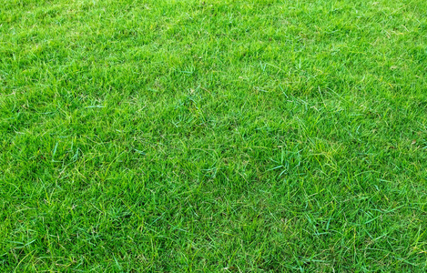 绿色草坪背景图片-绿色草坪背景素材-绿色草坪背景插画-摄图新视界
