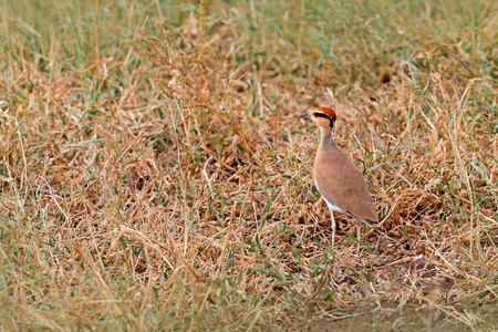 s courser, Cursorius temminckii, bird sitting in the sand grass