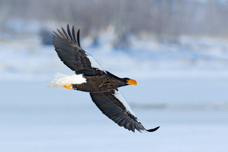 s sea eagle, Haliaeetus pelagicus, flying bird of prey, with for