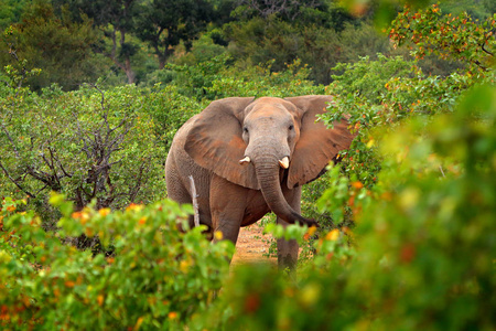 大象在绿色的森林里散步