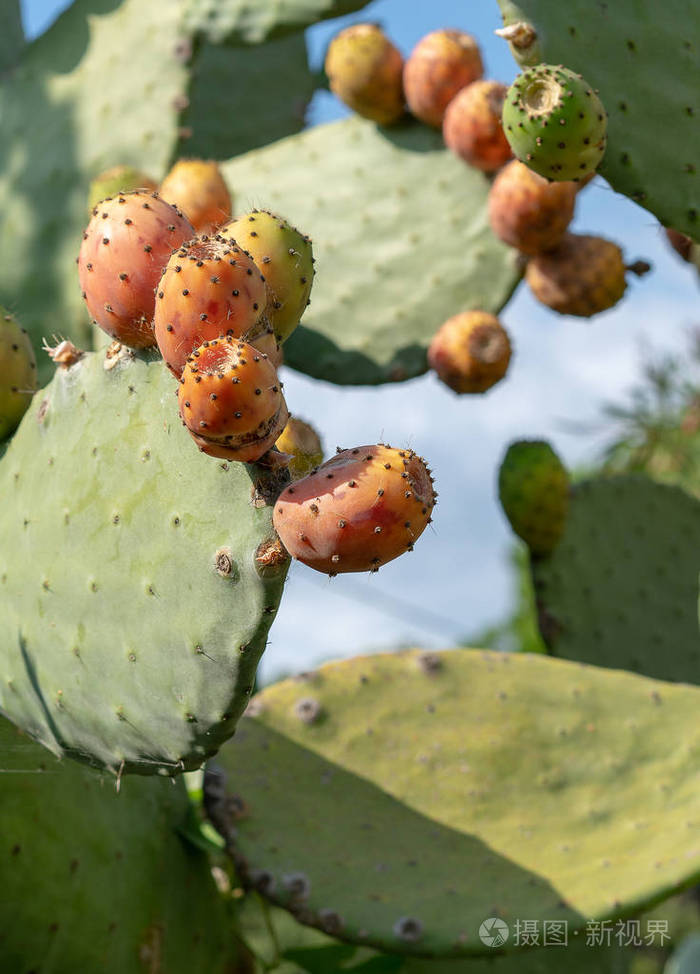 法国野生仙人掌的果实