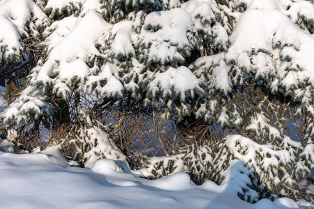 绿色云杉树枝覆盖着新鲜的白雪。 复制背景