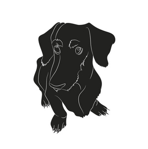 矢量插图的Dachshund，坐剪影矢量白色背景。