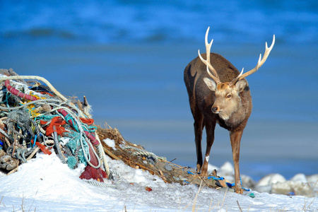城市野生动物北海道梅花鹿在海岸带深蓝色海绳废物动物与鹿角在自然和城市生境北海道日本。 来自自然的野生动物场景。