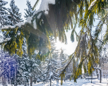 冬天的阳光透过雪覆盖着冷杉枝。 冬季冷杉公园。