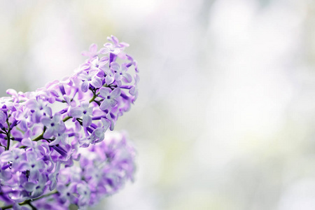 丁香花春花晴天背景