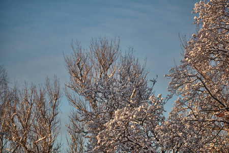 二月在雪中的树枝与天空对着空