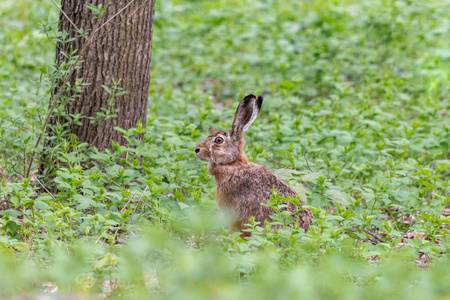 欧洲野兔坐在夏季森林的绿草中。棕色野兔，长耳朵蓝耳在地上，绿色背景模糊。