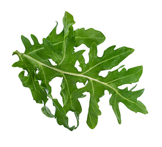 在白色背景上分离的Arugula