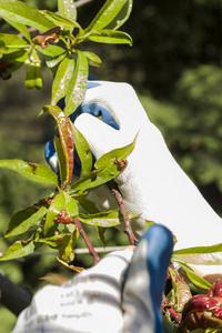 s hand is tearing distorted, deformed peach tree leaves.