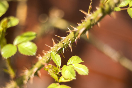 玫瑰的嫩绿叶子是从一根长满刺的树枝上长出的.照片