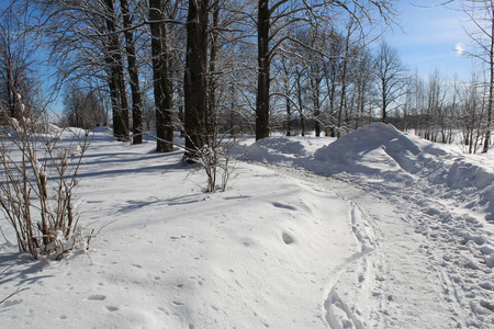 冬季森林中的雪路道路照片，通往森林的小径。季节是冬天。寒冷，寒冷，阳光明媚的一天。美丽的自然景观..白雪覆盖的树木。俄罗斯。