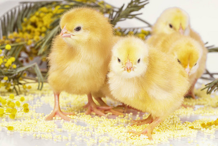 新生的小鸡黄色的鸡与黄色的花