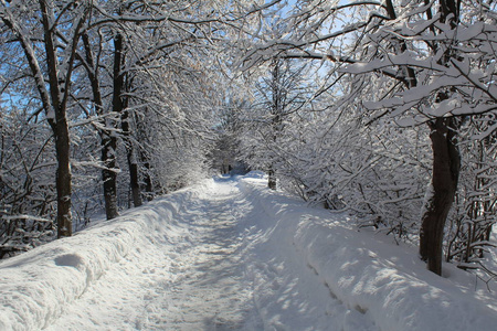 冬季森林中的雪路道路照片，通往森林的小径。季节是冬天。寒冷，寒冷，阳光明媚的一天。美丽的自然景观..白雪覆盖的树木。俄罗斯。