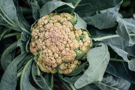 花园里的菜花