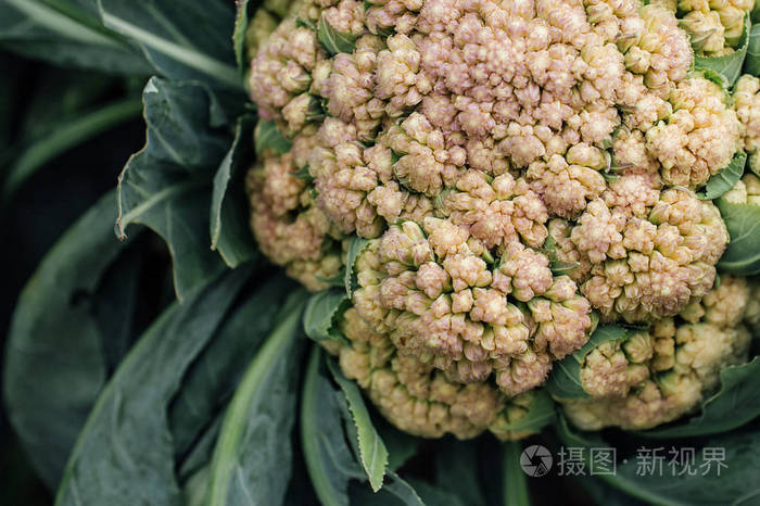 花园里的菜花