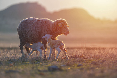 两只刚出生的羔羊和羊在温暖的夕阳下在田野上