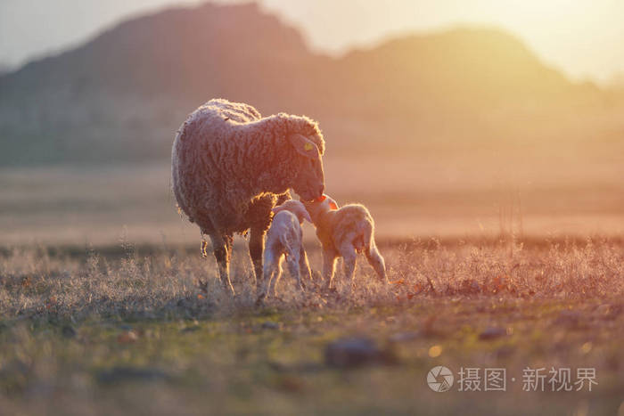 两只刚出生的羔羊和羊在温暖的夕阳下在田野上