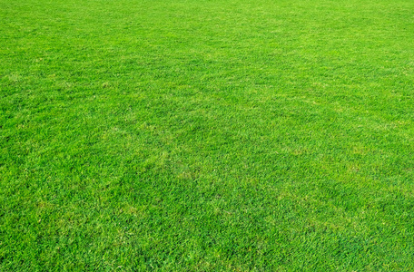 个绿草地的背景.绿草的图案和质感.绿色草坪背景.相似素材图片