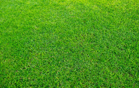 绿草地的背景.绿草的图案和质感.绿色草坪背景.照片