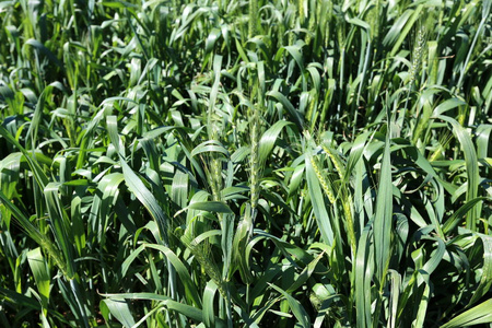 2月，以色列北部的一片田野里生长着绿色的小麦