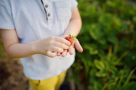 可爱的小男孩吃自己花园里种的草莓。儿童健康素食或纯素食品。