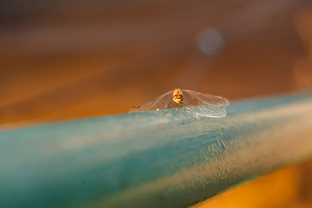 蜻蜓坐在模糊的棕色背景上的蓝色管子上。黄蜻特写，选择性聚焦..