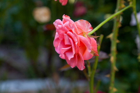 花园里一朵鲜艳的粉红色玫瑰。阳光明媚的夏日，美丽的粉红色玫瑰在花坛上生长