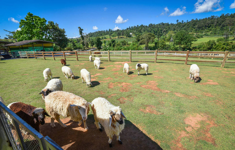 参考译文羊场山参考译文美丽的乡村农场村庄羊在绿茵场上放牧草地夏季晴朗的日子和蓝天