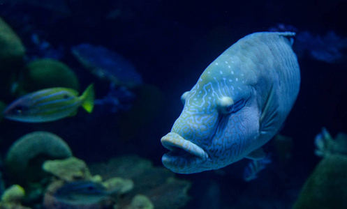 驼鹿鱼仑鱼在水下海洋中游动的海洋生物