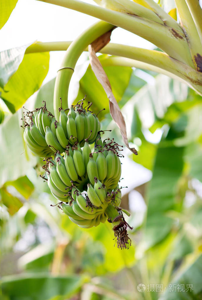 把香蕉芽集中在有绿草地背景的树上亚洲超级水果