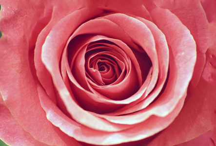 粉红色玫瑰的特写照片