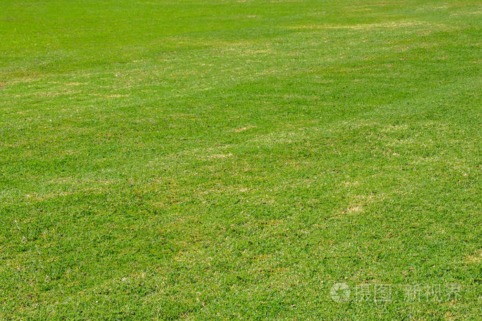 深绿色花园草坪,宁静干净的花园,有新修剪的草坪