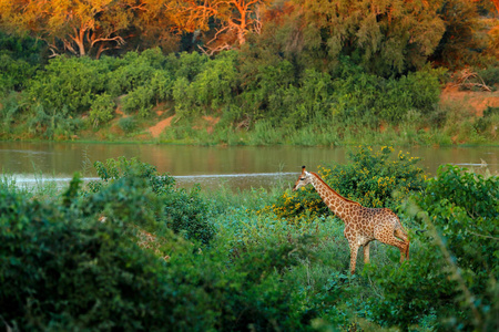 长颈鹿靠近河水。 绿色植被与大动物。 来自自然的野生动物场景。 非洲森林的黄昏灯。 非洲的雨季。