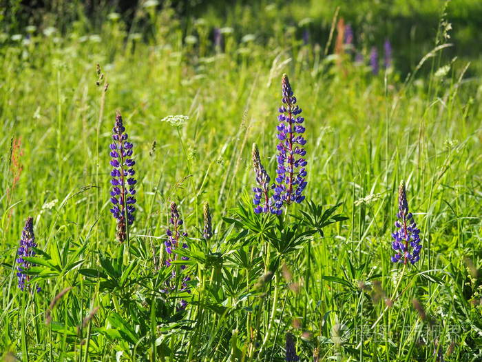 夏日绿茵草地上的野花照片 正版商用图片18wxwv 摄图新视界 夏日绿茵草地上的野花照片 正版商用图片18wxwv 摄图新视界