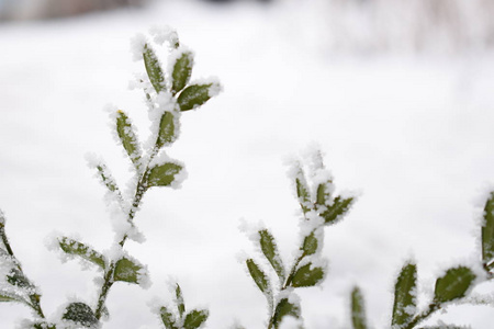 冬季背景有霜冻的盒木。 雪背景下的常绿箱木灌木丛。 雪中的木叶冬天的自然